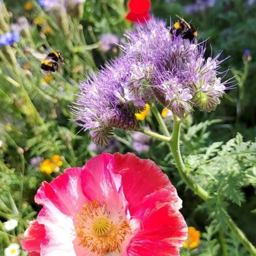 World Wildlife Day 2024 lands at the start of our gardening season and so we are going to look at how...