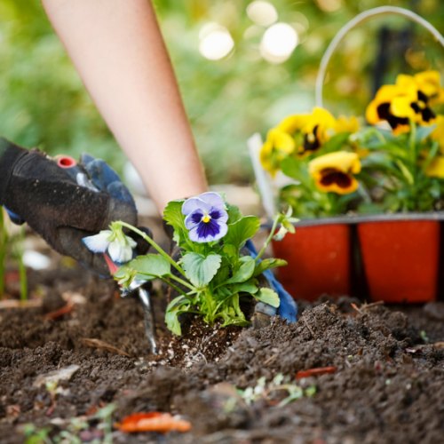 Planting Shrubs & Trees