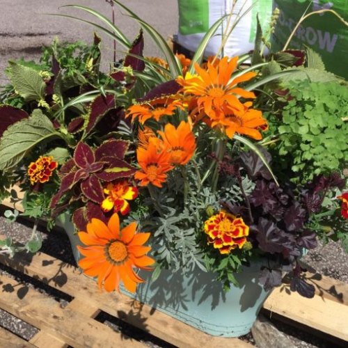 Pots, Plants & Hanging Baskets