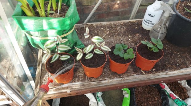 The Compost King has trialled Pro-Grow Compost! 