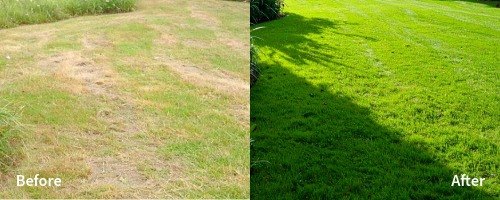 Revive your lawn with our Professional Organic Lawn Top Dressing