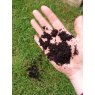 HALF PALLET DELIVERED - 23 x 20kg Lawn Dressing Compost