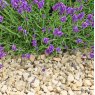 Pro-Grow Buff Limestone Chippings - Bulky Bag 700kg